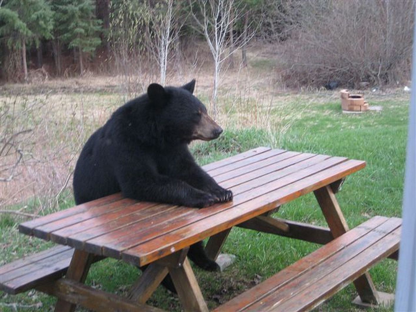 Patient Bear